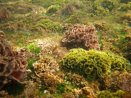 Натуральные водоросли. Морские водоросли келп. Эдафофильные водоросли. Эпипелиты водоросли. Туфообразующие водоросли.