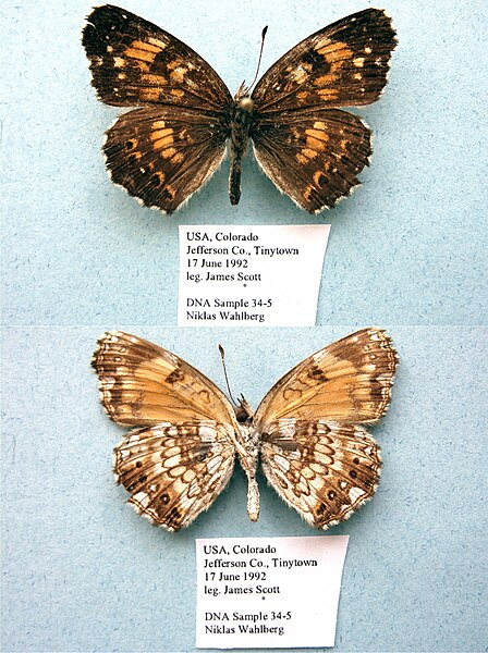 File:NW34-5 Chlosyne nycteis drusius (3429907024).jpg