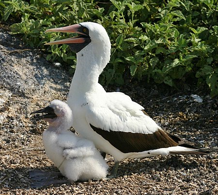 Nasca booby and chick.JPG