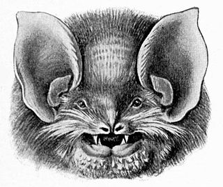 Natalidae Family of bats