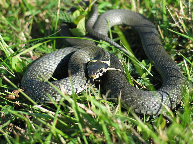 File:Natrix natrix (Karl L).jpg