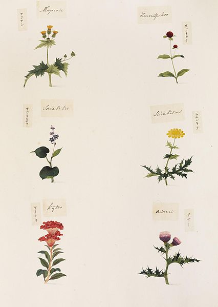 File:Naturalis Biodiversity Center - RMNH.ART.350-Cirsium sp-Celosia argentea-Chrysanthemum coronarium-Lobelia sessilifolia-Gomphrena globosa-Medicago polymorpha-Kawahara Keiga-1823-1829-Siebold Collection-pencil drawing-water colour.jpeg