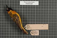 Центр биоразнообразия Naturalis - RMNH.AVES.151264 1 - Ploceus badius badius (Cassin, 1850) - Ploceidae - образец кожи птицы.jpeg