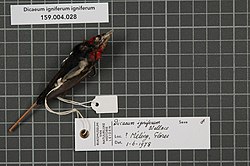 Naturalis Biodiversity Center - RMNH.AVES.81382 1 - Dicaeum igniferum igniferum Wallace, 1863 - Dicaeidae - bird skin specimen.jpeg