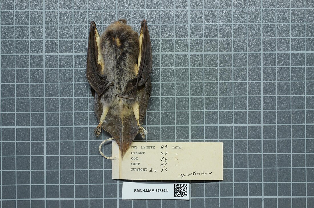 Myotis adversus