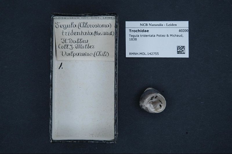 File:Naturalis Biodiversity Center - RMNH.MOL.142755 - Tegula tridentata (Potiez & Michaud, 1838) - Turbinidae - Mollusc shell.jpeg