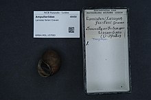 Naturalis Biodiversity Center - RMNH.MOL.157583 - Lanistes farleri Craven - Ampullariidae - Mollusc shell.jpeg