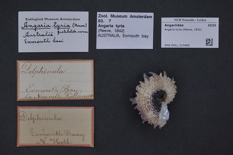 File:Naturalis Biodiversity Center - ZMA.MOLL.310489 - Angaria tyria (Reeve, 1842) - Angariidae - Mollusc shell.jpeg
