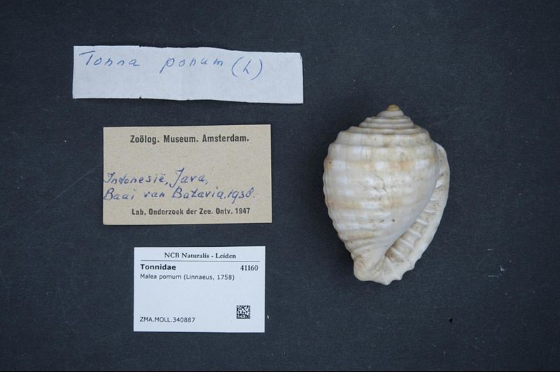 File:Naturalis Biodiversity Center - ZMA.MOLL.340887 - Malea pomum (Linnaeus, 1758) - Tonnidae - Mollusc shell.jpeg