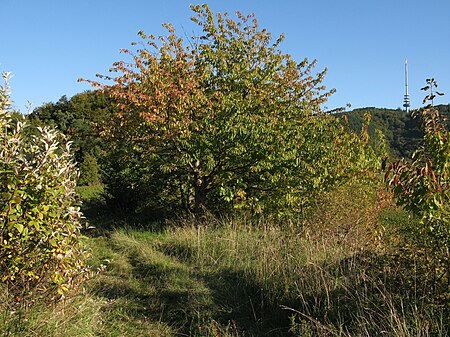 Naturschutzgebiet Scheibenbuck 01 Kaiserstuhl