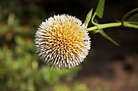 Neolamarckia cadamba (Rubiaceae)