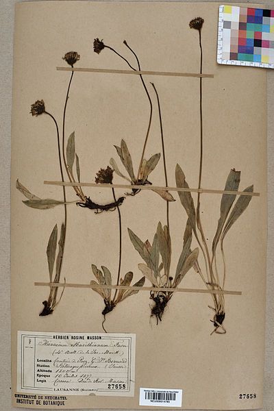 File:Neuchâtel Herbarium - Hieracium armerioides - NEU000014785.jpg