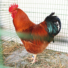 https://upload.wikimedia.org/wikipedia/commons/thumb/3/38/New_Hampshire_Red_Cockerel.jpg/220px-New_Hampshire_Red_Cockerel.jpg