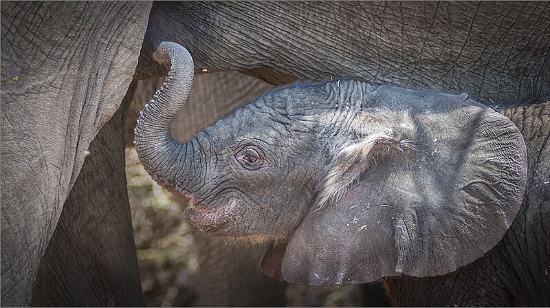 File:Newly born elephant.jpg