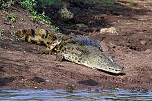 Nile Crocodile, also known as Crocodylus niloticus Nile crocodile (Crocodylus niloticus).jpg