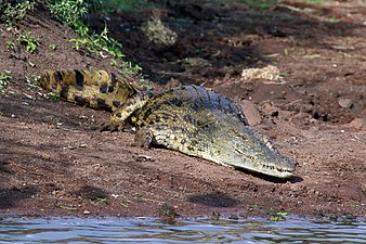 Nile Crocodile Crocodylus niloticus