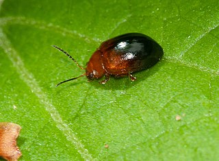<i>Nisotra</i> Genus of beetles