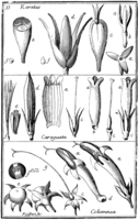 Tafel 33: „Karatas“ „Caraguata“ „Columnea“