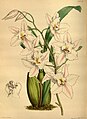 Oncidium nobile (as syn. Odontoglossum nobile) plate 90 in first Edition: J. Lindley & J. Paxton: Paxton's Flower Garden (Orchidaceae) (1850-1853)