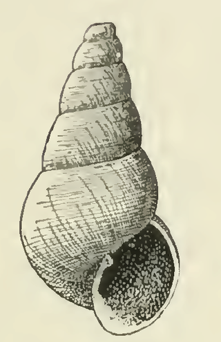 <i>Odostomia calcarella</i> Species of gastropod