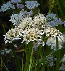 Oenanthe fistulosa flowers.jpg