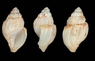 <i>Oenopota quadra</i> Species of gastropod