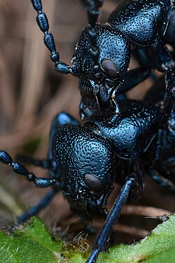 Oil Beetles (Meloe sp.)