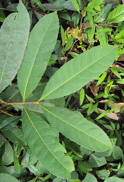 File:Olea dioica leaves.jpg