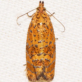 <i>Olethreutes ferrolineana</i> Species of moth