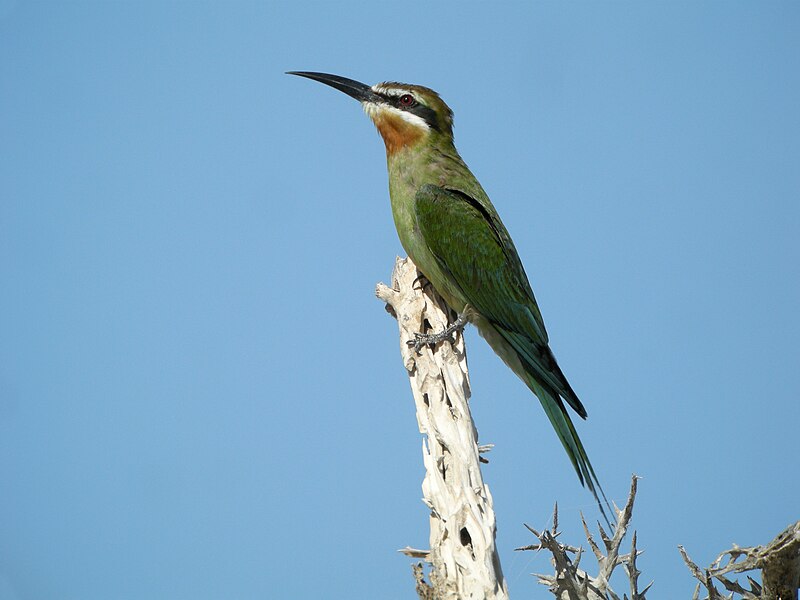 File:Olive Bee-eater, Ambola, SW Madagascar.jpg