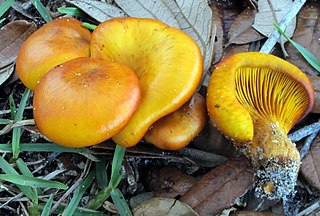 <i>Omphalotus subilludens</i> Species of fungus