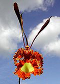 Oncidium papilio 01.jpg 