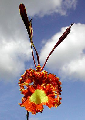 Oncidium papilio