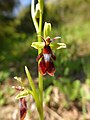 Ophrys insectifera Germany - Mosbach