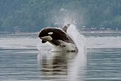 Killer whales are common across Scovern's coasts