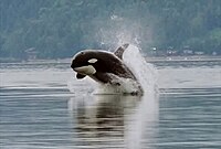 A killer whale bursts forward out of the water. Its head is just starting to point downward, and is about a body width above the surface.