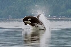 Orca porpoising.jpg