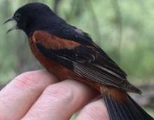 Orchard oriole OrchardOriole23.jpg