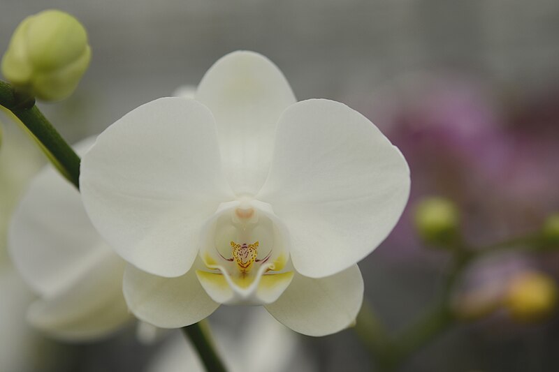 File:Orchid (13721904214).jpg