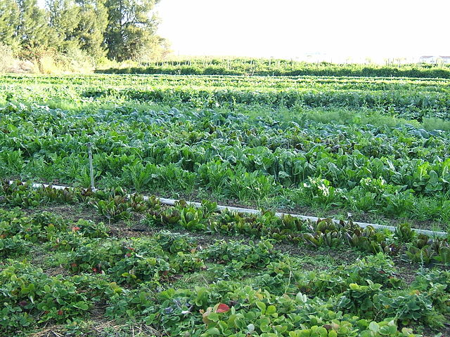 Organic cultivation of mixed vegetables in Capay, California