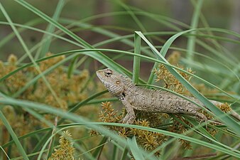 Oriental garden lizard (Calotes versicolor)