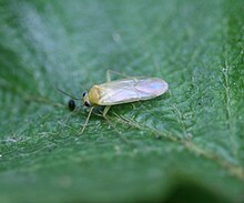 Orthotylus tenellus.jpg