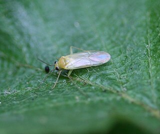 <i>Orthotylus tenellus</i> Species of true bug