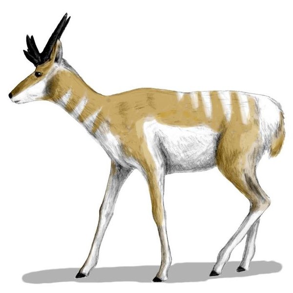 File:Osbornoceros osborni 2.jpg