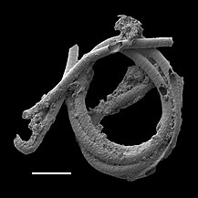 Cyanobacterial remains of an annulated tubular microfossil Oscillatoriopsis longa [172] Scale bar: 100 μm