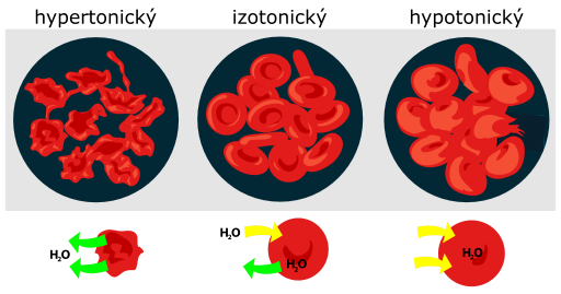 File:Osmotic pressure on blood cells diagram-sk.svg