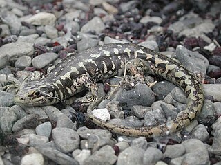 Otago skink Species of lizard