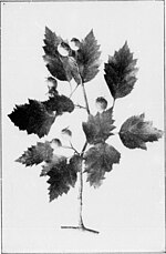 Миниатюра для Файл:Our native trees and how to identify them (microform) - a popular study of their habits and their peculiarities (1900) (20657338661).jpg