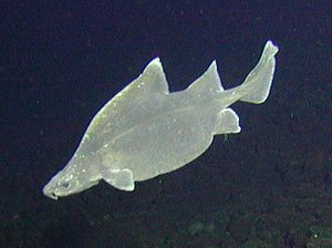 Prickly sea sow (Oxynotus bruniensis)