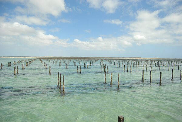 Oyster farm in South Australia